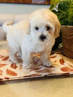 Marla, a female Maltipoo for sale in Los Angeles, CA – 7 of 10