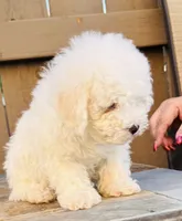 Tobi, a male Maltipoo for sale in Los Angeles, CA – 5 of 10