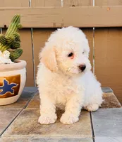 Bailey, a male Maltipoo for sale in Los Angeles, CA – 2 of 10
