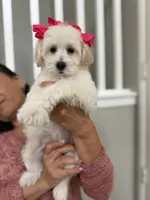 Frida, a female Maltipoo for sale in Los Angeles, CA – 4 of 10