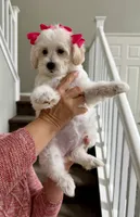 Frida, a female Maltipoo for sale in Los Angeles, CA – 7 of 10