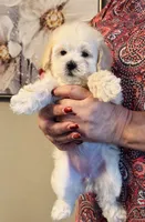 Marla, a female Maltipoo for sale in Los Angeles, CA – 1 of 10