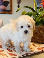 Marla, a female Maltipoo for sale in Los Angeles, CA – 8 of 10