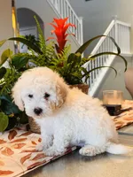 Shiloh, a female Maltipoo for sale in Los Angeles, CA – 9 of 10