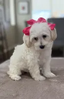 Frida, a female Maltipoo for sale in Los Angeles, CA – 2 of 10