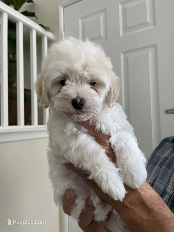 J A C K – Maltipoo puppy for sale in Los Angeles, CA