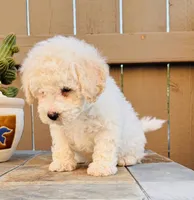 Bailey, a male Maltipoo for sale in Los Angeles, CA – 4 of 10