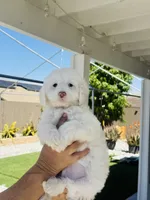Snoopy Male, a male Maltipoo for sale in Los Angeles, CA – 1 of 9