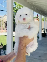 Snoopy Male, a male Maltipoo for sale in Los Angeles, CA – 2 of 9