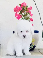 Snoopy Male, a male Maltipoo for sale in Los Angeles, CA – 3 of 9