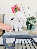 Snoopy Male, a male Maltipoo for sale in Los Angeles, CA – 8 of 9