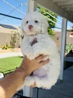Snoopy Male, a male Maltipoo for sale in Los Angeles, CA – 4 of 9