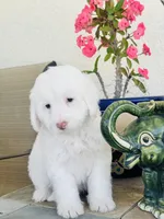 Snoopy Male, a male Maltipoo for sale in Los Angeles, CA – 6 of 9