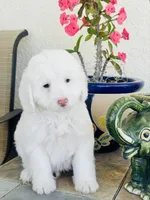 Snoopy Male, a male Maltipoo for sale in Los Angeles, CA – 7 of 9
