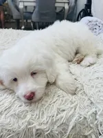 Snoopy Male, a male Maltipoo for sale in Los Angeles, CA – 5 of 9
