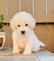 Bailey, a male Maltipoo for sale in Los Angeles, CA – 5 of 10