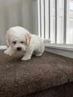 Jasper, a male Maltipoo for sale in Los Angeles, CA – 8 of 9