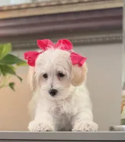 Frida, a female Maltipoo for sale in Los Angeles, CA – 10 of 10