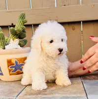 Tobi, a male Maltipoo for sale in Los Angeles, CA – 2 of 10
