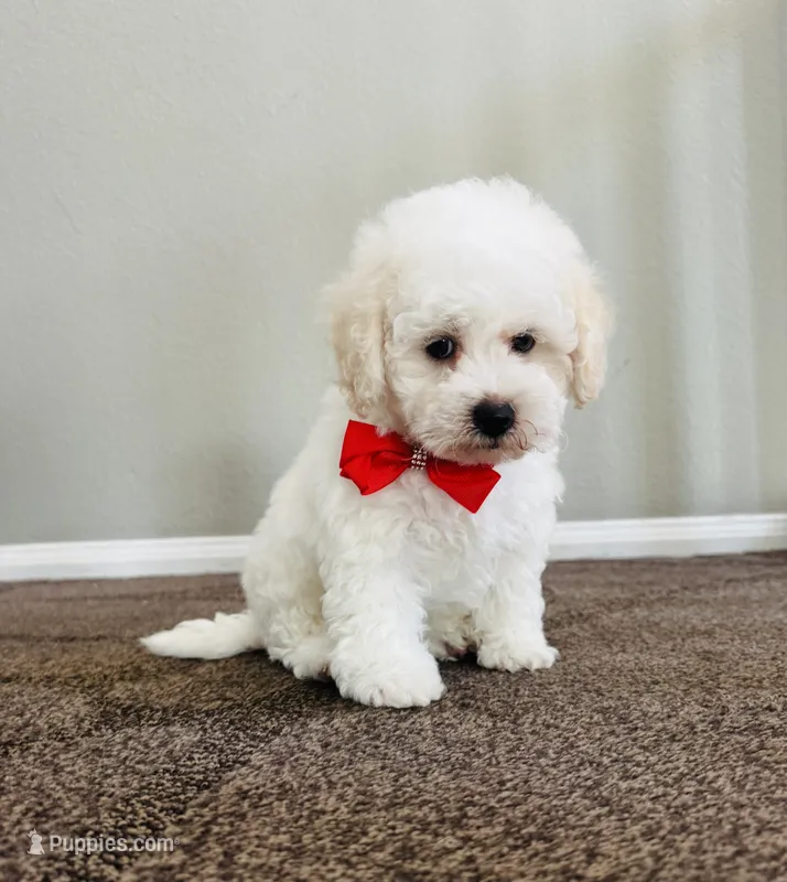 Jasper – Maltipoo puppy for sale in Los Angeles, CA