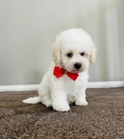 Jasper, a male Maltipoo for sale in Los Angeles, CA – 2 of 9