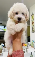 Bruno, a male Maltipoo for sale in Los Angeles, CA – 8 of 10