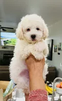 Bruno, a male Maltipoo for sale in Los Angeles, CA – 2 of 10
