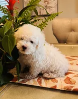 Bailey, a male Maltipoo for sale in Los Angeles, CA – 8 of 10