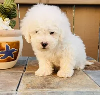 Tobi, a male Maltipoo for sale in Los Angeles, CA – 6 of 10
