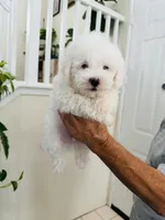 Tobi, a male Maltipoo for sale in Los Angeles, CA – 9 of 10