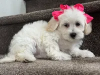 Frida, a female Maltipoo for sale in Los Angeles, CA – 9 of 10