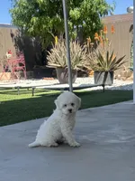 Chance Male, a male Maltipoo for sale in Los Angeles, CA – 2 of 9