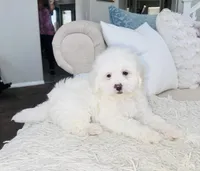 Chance Male, a male Maltipoo for sale in Los Angeles, CA – 3 of 9