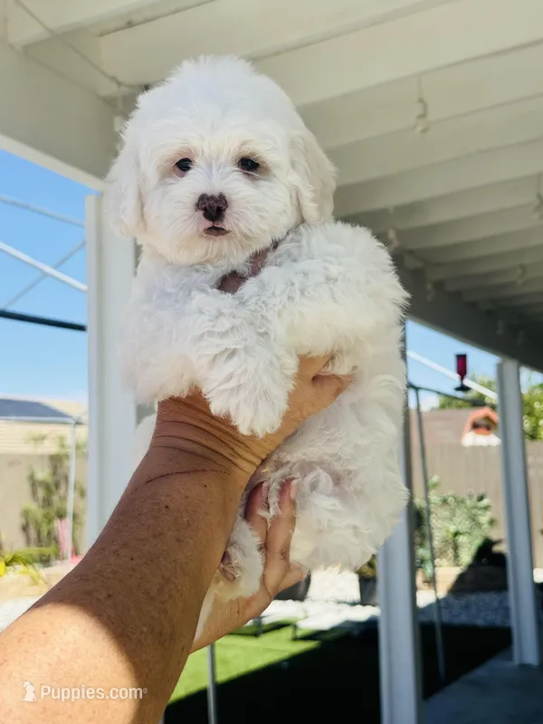 Chance Male – Maltipoo puppy for sale in Los Angeles, CA