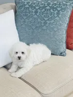 Chance Male, a male Maltipoo for sale in Los Angeles, CA – 6 of 9