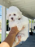 Chance Male, a male Maltipoo for sale in Los Angeles, CA – 5 of 9