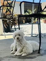 Chance Male, a male Maltipoo for sale in Los Angeles, CA – 7 of 9