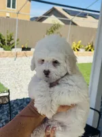 Chance Male, a male Maltipoo for sale in Los Angeles, CA – 8 of 9