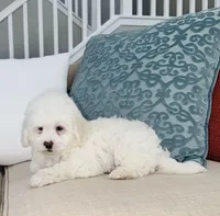 Chance Male, a male Maltipoo for sale in Los Angeles, CA – 4 of 9