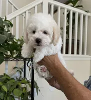 Jasper, a male Maltipoo for sale in Los Angeles, CA – 3 of 9