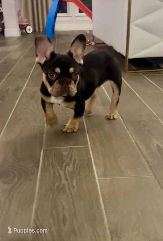 Coco – French Bulldog puppy for sale in Katy, TX