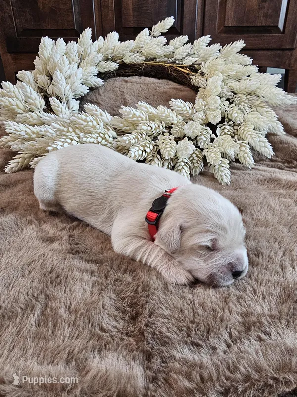 Red Male – Golden Retriever puppy for sale in Chadron, NE