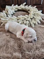 Red Male, a male Golden Retriever for sale in Chadron, NE – Photo 1 of 2