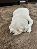 Red Male, a male Golden Retriever and English Cream Golden Retriever for sale in Chadron, NE – Photo 4 of 4