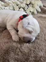 Red Male, a male Golden Retriever for sale in Chadron, NE – Photo 2 of 2