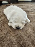 Red Male, a male Golden Retriever and English Cream Golden Retriever for sale in Chadron, NE – Photo 3 of 4