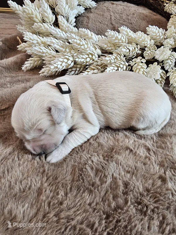 Beige Girl – Golden Retriever puppy for sale in Chadron, NE