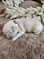 Beige Girl, a female Golden Retriever for sale in Chadron, NE – Photo 1 of 2