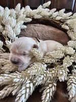 Beige Girl, a female Golden Retriever for sale in Chadron, NE – Photo 2 of 2