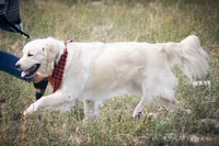 Baby Boy Blue, a male English Cream Golden Retriever for sale in Chadron, NE – Photo 4 of 5